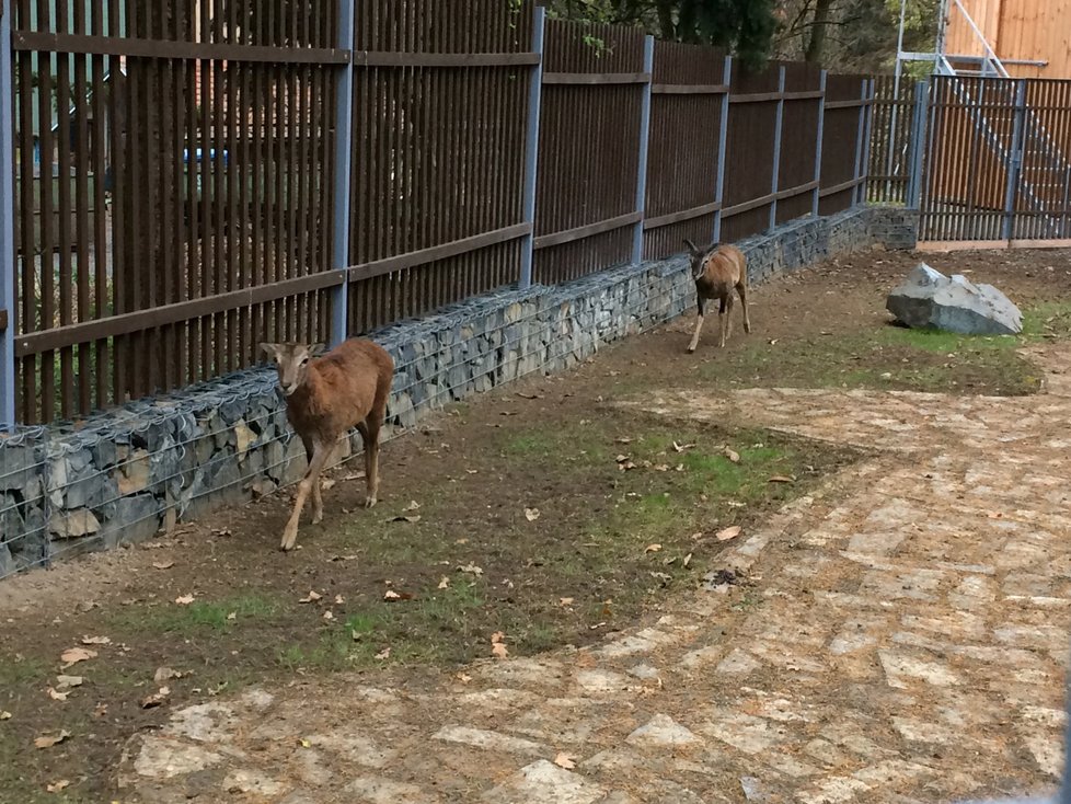 Výběh muflonů je menší a její obyvatelé přítulnější.