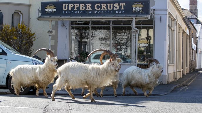 Divoké kozy prochází přímořském městečkem ve Walesu.