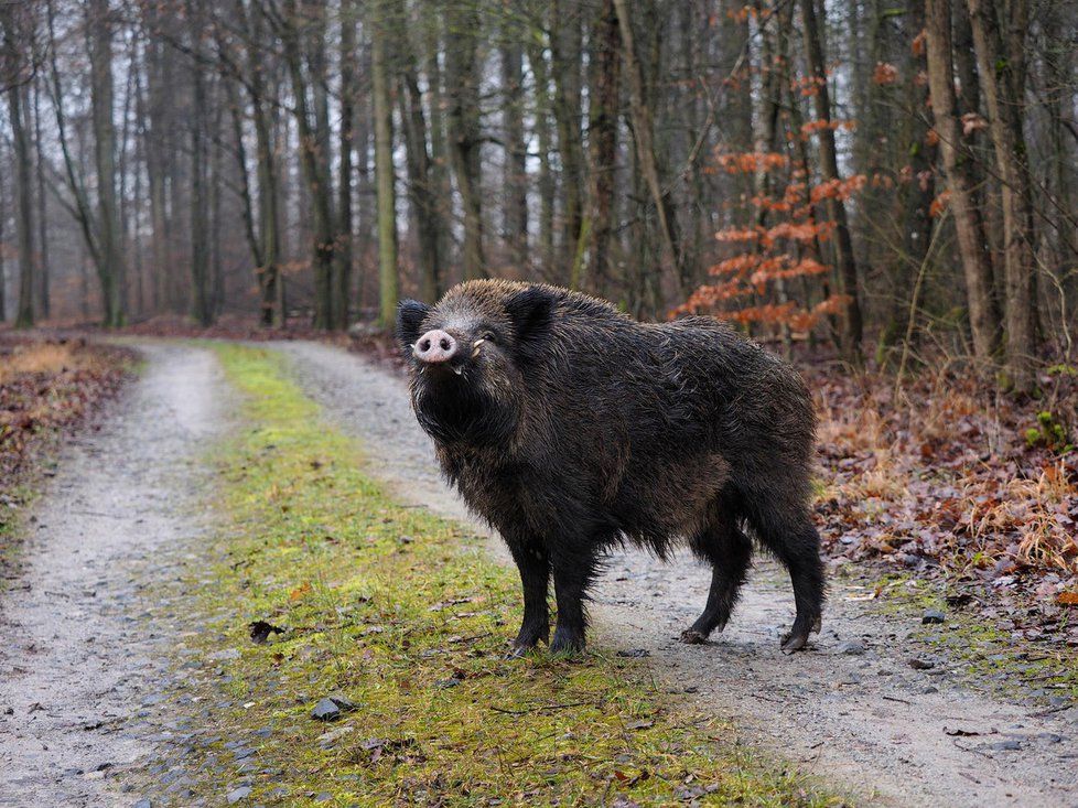 Prasata divoká jsou v Česku přemnožena.