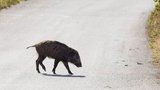 Prasečí mor se šíří: Nemoc na Zlínsku zabila divoké sele