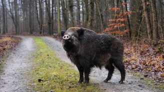 Prasečí mor se šíří dál, mimořádná opatření nově platí pro celý okres Zlín