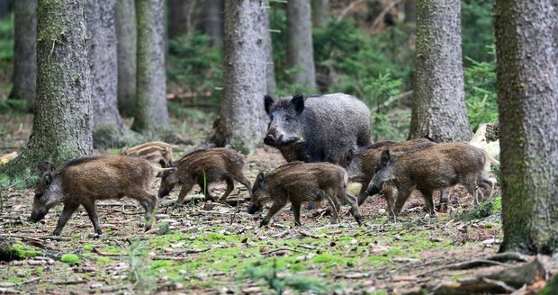 Ilustrační foto Ilustrační foto