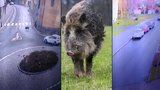 Divoká prasata se proháněla centrem Kolína: Vyběhla z Pekla