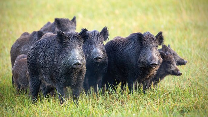V Česku zatím kontaminovaná prasata nejsou
