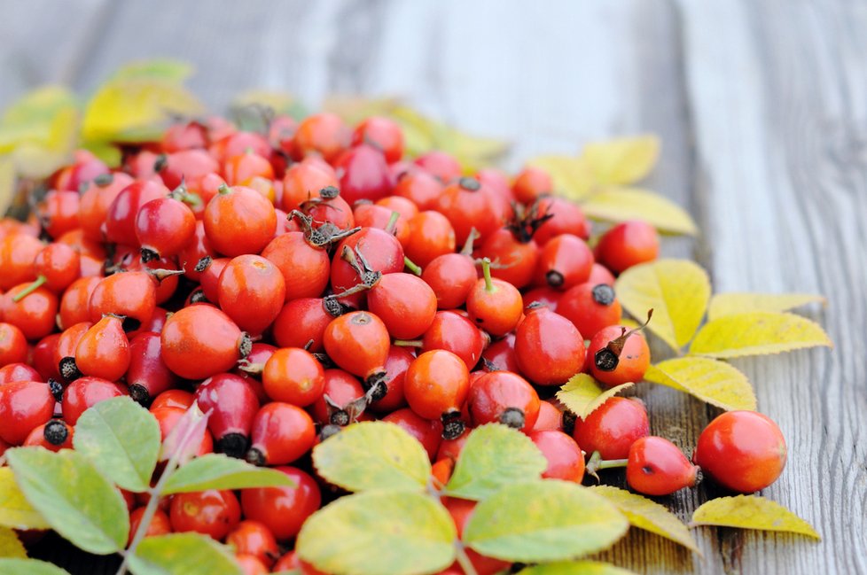 Šípky obsahují nejen vitamín C, ale i A, K nebo vitamíny skupiny B.