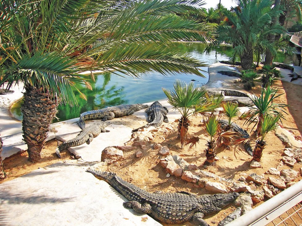 Djerba Explore Park – Tematický park vám odhalí o ostrově úplně vše. Turistické centrum nedaleko Midoun je vystavěno do podoby skanzenu s tradiční architekturu ostrova a je v něm i historické muzeum a obchody se suvenýry. V dílnách si můžeme vyzkoušet výrobu vlněných výrobků, lisování oleje nebo hrnčířství. Největší zážitek parku pak poskytuje krokodýlí farma s 400 nilskými krokodýly. Obzvlášť zajímavé je jejich krmení.