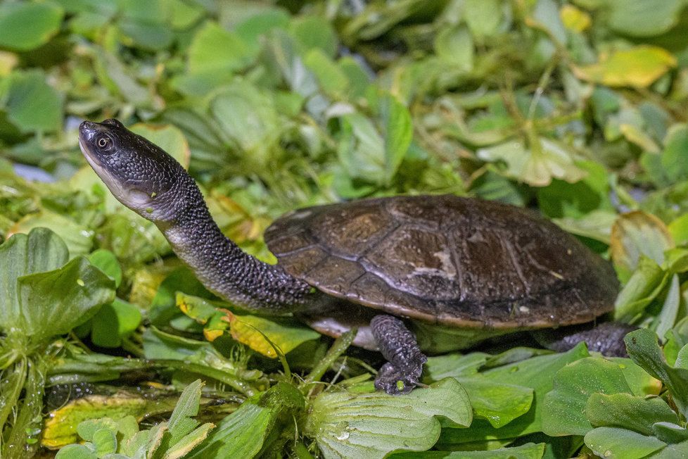 Zoo Praha si na podzim roku 2018 dovezla osm čerstvě vylíhlých dlouhokrček rotiských z rakouské záchranné a výzkumné stanice „Turtle Island“  v Grazu. Nyní mohou návštěvníci tuto kriticky ohroženou želvu obdivovat v pavilonu Indonéská džungle. 