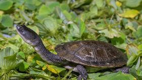 Zoo Praha si na podzim roku 2018 dovezla osm čerstvě vylíhlých dlouhokrček rotiských z rakouské záchranné a výzkumné stanice „Turtle Island“  v Grazu. Nyní mohou návštěvníci tuto kriticky ohroženou želvu obdivovat v pavilonu Indonéská džungle.