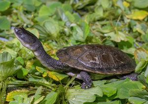 Zoo Praha si na podzim roku 2018 dovezla osm čerstvě vylíhlých dlouhokrček rotiských z rakouské záchranné a výzkumné stanice „Turtle Island“  v Grazu. Nyní mohou návštěvníci tuto kriticky ohroženou želvu obdivovat v pavilonu Indonéská džungle.