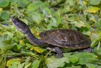 Už natahují krk před návštěvníky! Pražská zoo vypiplala vzácné sladkovodní želvy