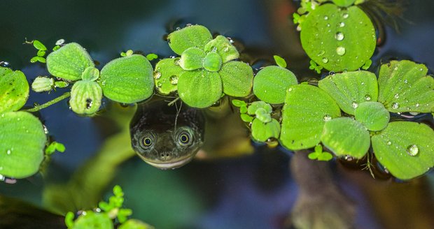 Dlouhokrčky rotiské – zajímavé sladkovodní želvy – obývají pouze nevelký indonéský ostrov Roti a v přírodě jsou takřka vyhubené. Proto se těší pozornosti evropských zoologických zahrad, které založily jejich záchranný chov.