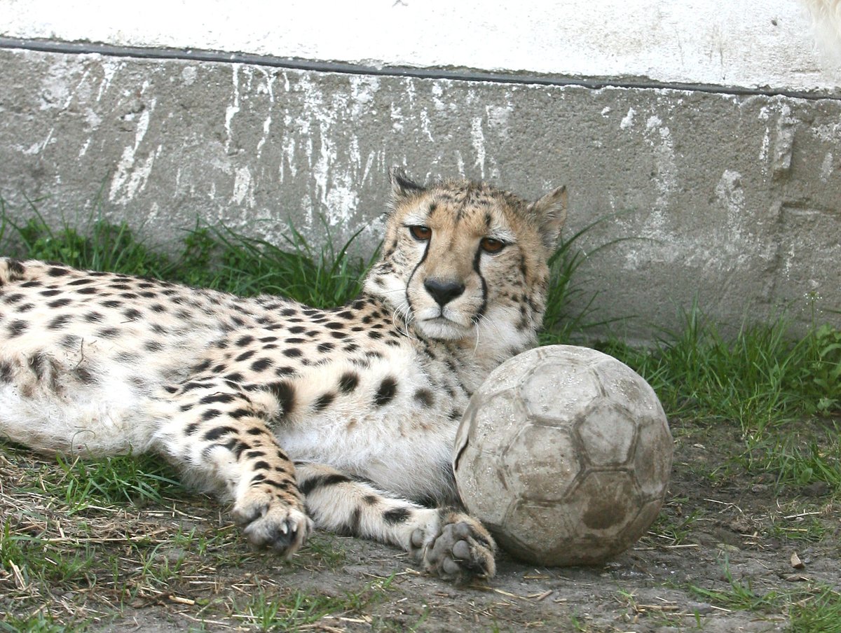 Gepardice by místo hry s míčem raději spala.