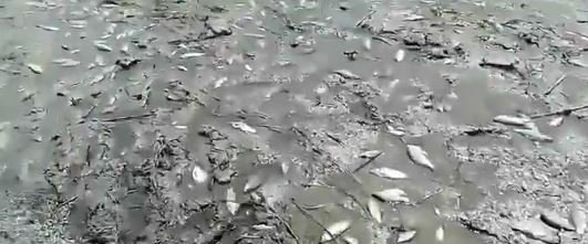 Uhynulé ryby v Dněpropetrovské oblasti (7.6.2023)