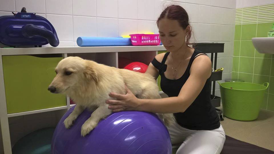 Brit na rehabilitaci u Kateřiny Šponarové v centru Physiodog.