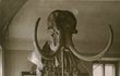 Cestovatel s kostrou mamuta v roce 1929. 