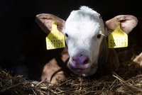 Sedlákům kvůli suchu chybí krmivo: Začínají prodávat dobytek! Babiš to chce řešit