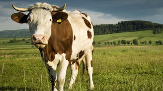 Boom biopotravin je pryč. Výrobců přesto ještě přibylo