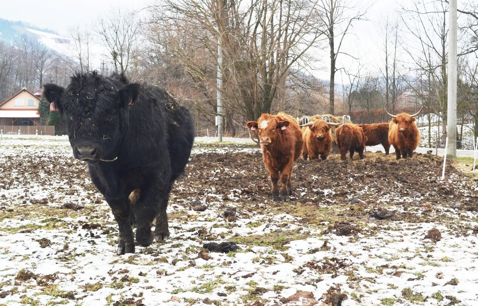 Stádo je celoročně na pastvině. Nevadí mu ani mráz hluboko pod nulou.