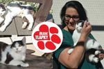 Rok od záchrany Paní Ouškové, která umírala na ulici: Zdravá kočka, šťastná ve svém náhradním domově