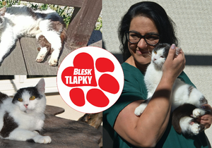 Rok od záchrany Paní Ouškové, která umírala na ulici: Zdravá kočka, šťastná ve svém náhradním domově