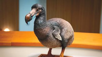 Návrat blbouna nejapného: Umělá inteligence pomáhá oživit legendárního ptáka, kterého vyhubil člověk Návrat blbouna nejapného: Umělá inteligence pomáhá oživit legendárního ptáka, kterého vyhubil člověk