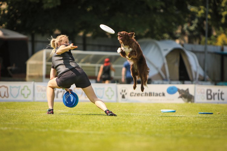 Oblíbeným psím sportem je dog frisbee