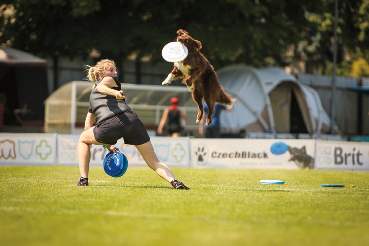 Oblíbeným psím sportem je dog frisbee