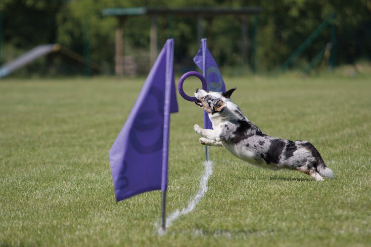 Dog puller running: Soutěží s fialovými kruhy Puller se účastní čím dál více nadšených psů