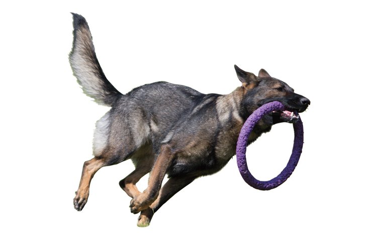 Dog puller running: Soutěží s fialovými kruhy Puller se účastní čím dál více nadšených psů