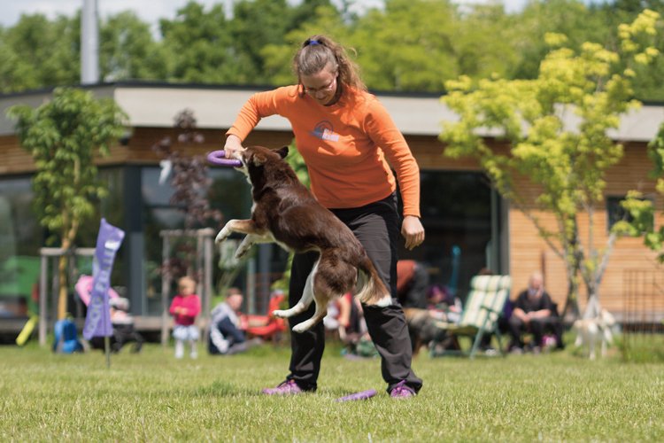 Dog puller running: Soutěží s fialovými kruhy Puller se účastní čím dál více nadšených psů