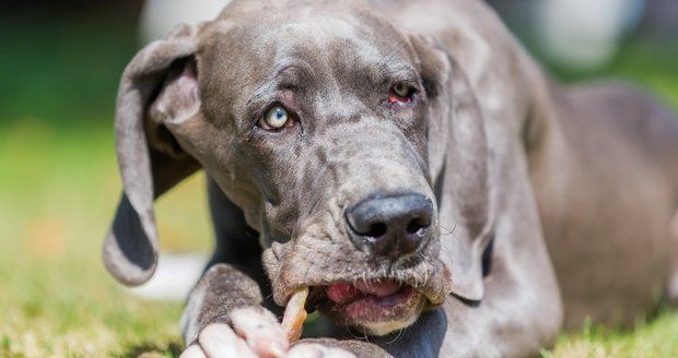 Doga pokousala na Mladoboleslavsku dítě: Skončilo v nemocnici!