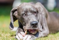 Doga pokousala na Mladoboleslavsku dítě: Skončilo v nemocnici!