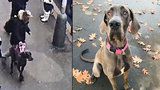 Únos psa v Praze: Obří dogu muž odvedl od obchoďáku, procházel se s ní po ulicích