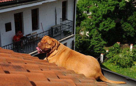 Doga na rozpálené střeše!