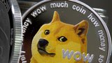 Nejslavnější pes internetu bojuje o život. Shiba inu, který inspiroval kryptoměnu, trpí leukémií