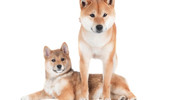 Japonské psí plemeno Shiba Inu se stalo motivem pro vznik hned několika kryptoměn.