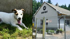 Jedním z obdarovaných zařízení je útulek Dogpoint. „Pan Jiří nám odkázal 105 tisíc korun,“ potvrdila Blesku jeho ředitelka Michaela Zemánková.