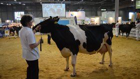 Kráva rekordmanka už nadojila plný bazén! Šampionka Izabela dává denně 45 litrů mléka