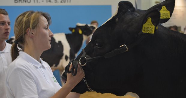 Při národním šampionátu hospodářských zvířat se na brněnském výstavišti představily nejlepší dojnice z celého Česka.