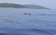 Klára stihla delfíny v moři rychle vyfotit.