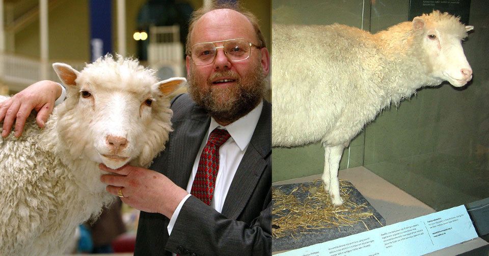 Od naklonování ovečky Dolly uběhlo v roce 2017 už dvacet let.