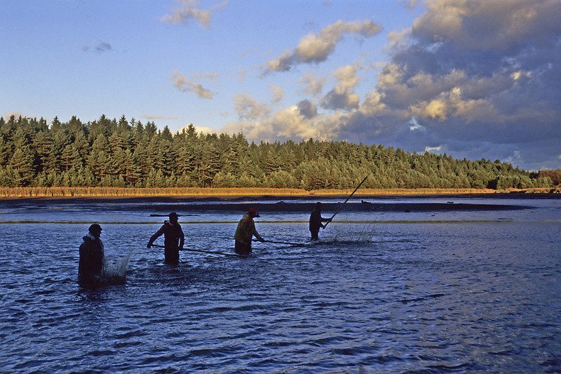 Ve Waldviertelu je přes tisíc rybníků, které jsou plné kaprů.