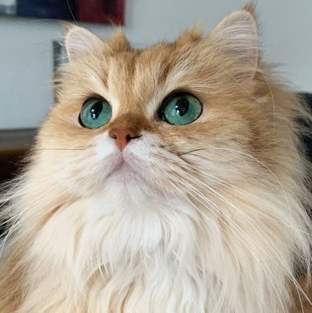 Smoothie the Cat