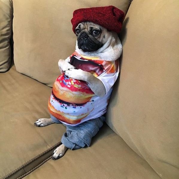 Doug the Pug