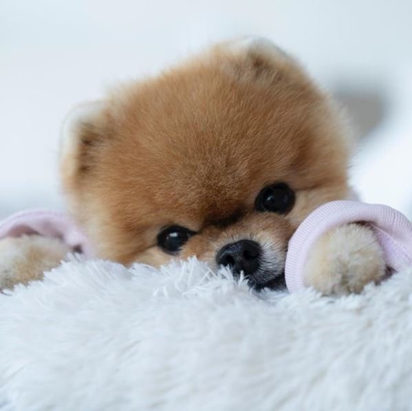 JiffPom