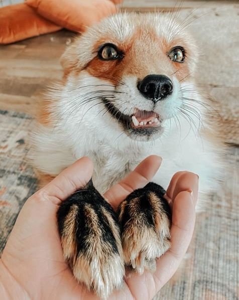 Juniper the Fox