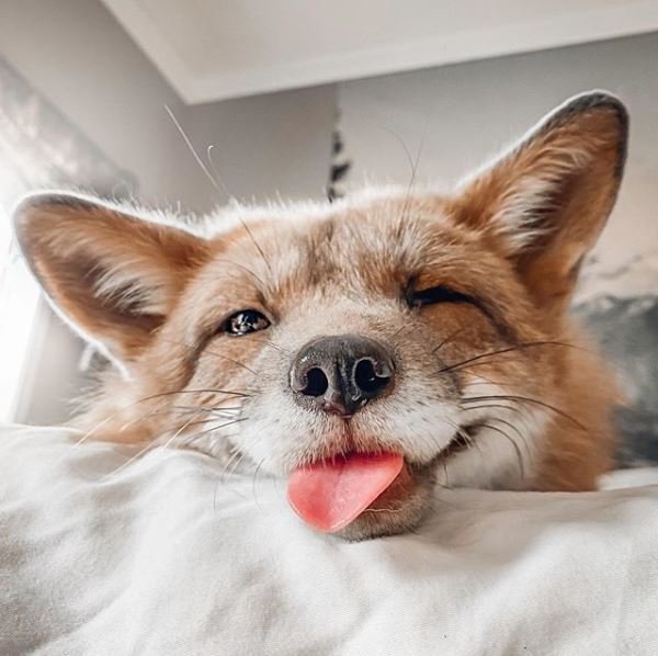 Juniper the Fox