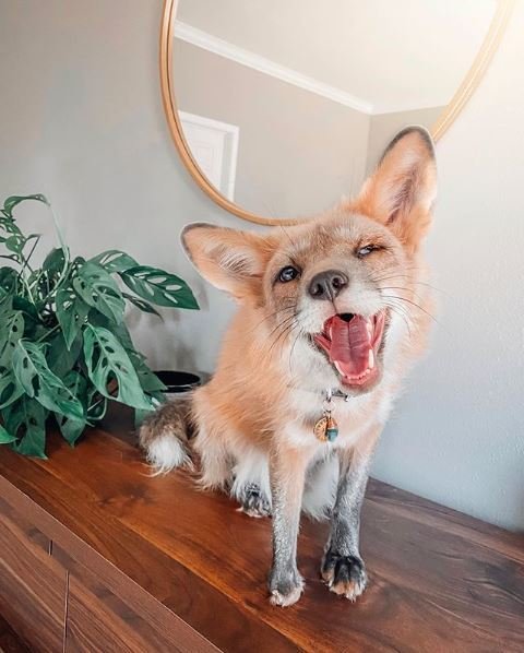 Juniper the Fox