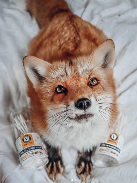 Juniper the Fox