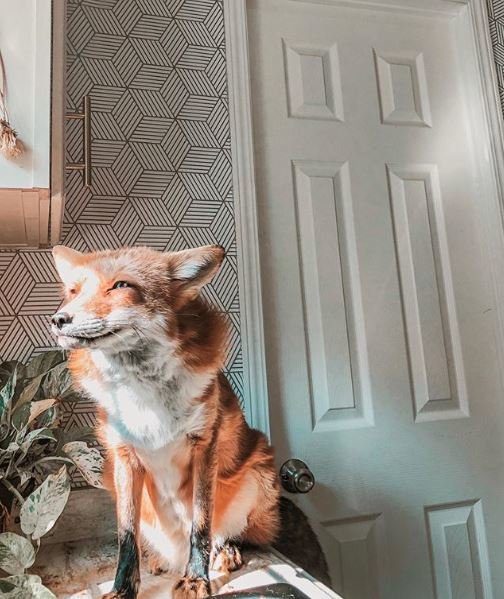 Juniper the Fox